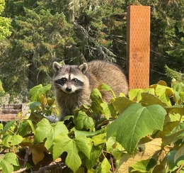 A raccoon looks out from behind leaves.