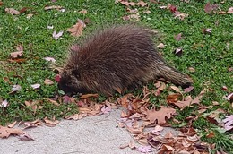 A porcupine forages in the grass.