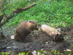 A beaver sits by a muddy creek.