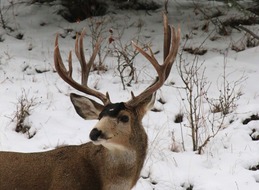 A large mule deer buck