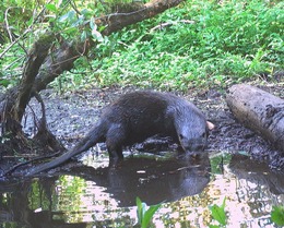 A river otter drinks from a creek.