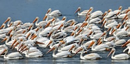 A flock of pelicans on the water.