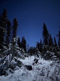 A starry night over a snowy tree and ground.