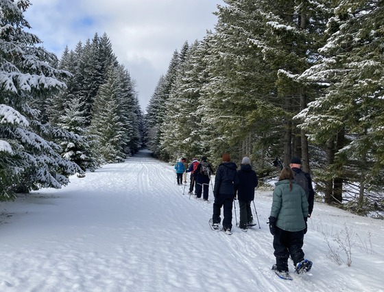 Visitors on a guided snowshoe along a forested road.