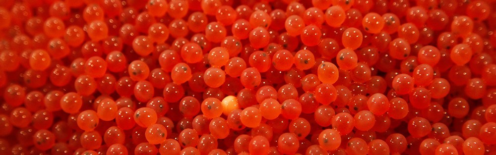 Salmon_Eggs