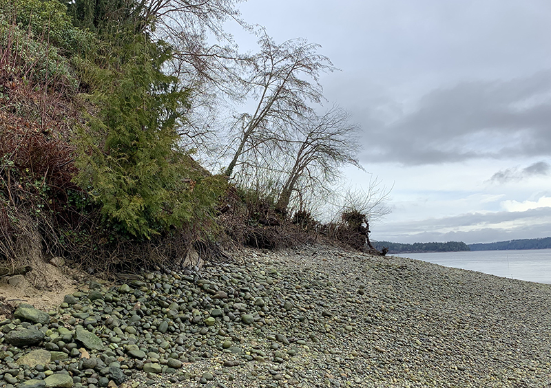 Shoreline near Olympia Shore Friendly