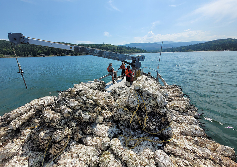 Ship on the water distributing Pacific oyster shells as habitat