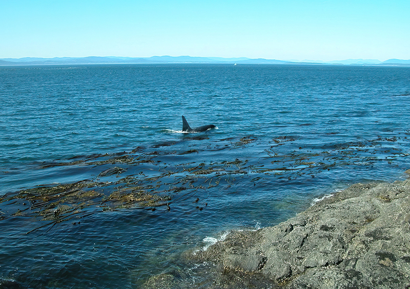 An orca swimming past a rocky outcropping