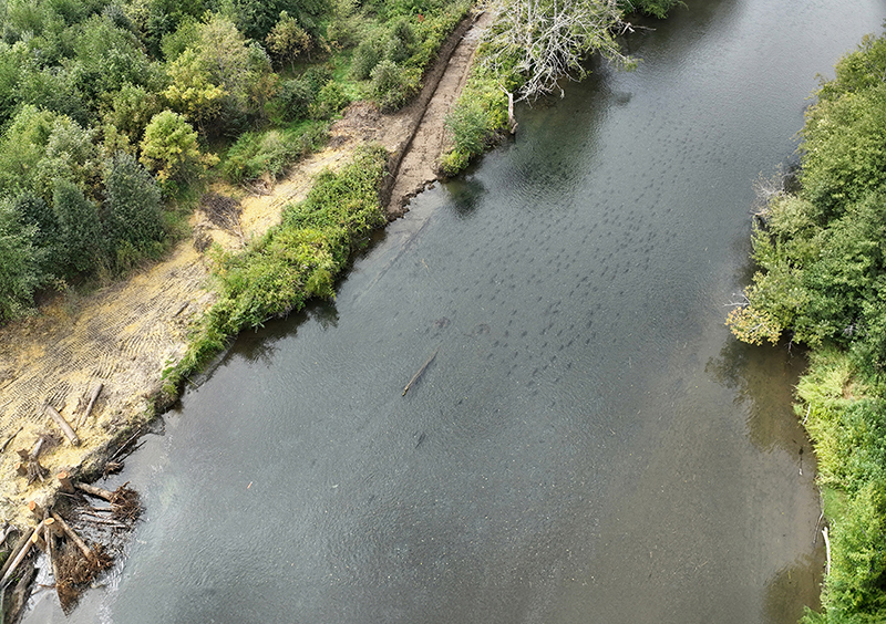 Aerial shot of a river with salmon swimming in it. 