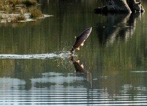 flying salmon