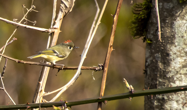 photo of a bird sitting in a tree