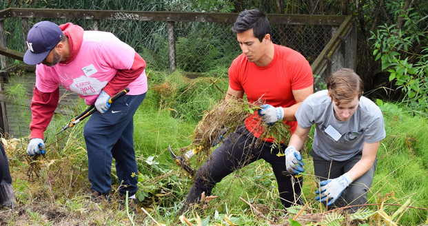 photo of people removing invasive plants