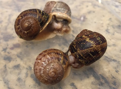 Feb23 Snails