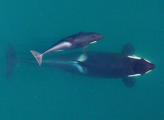 Diary of a Port Biologist: Orca Moms