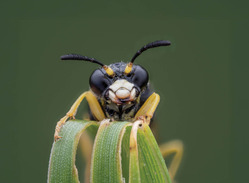 Diary of a Port Biologist: Pain in the bee-hind