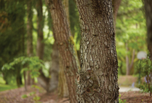 Trees in Redmond Park