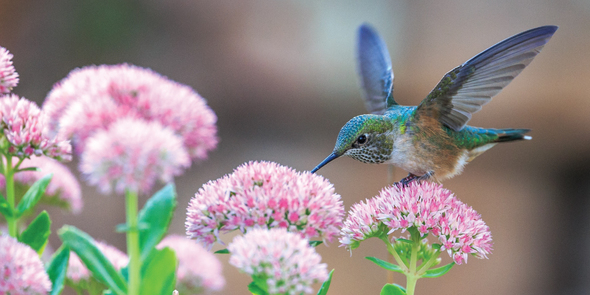 Flowers and hummingbird