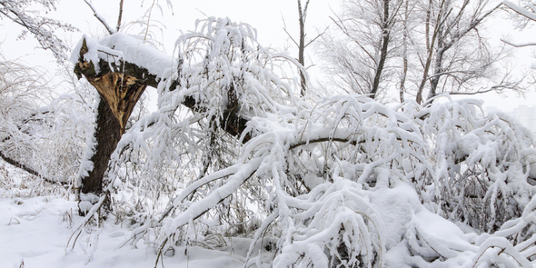 Fallen tree due to heavy snow