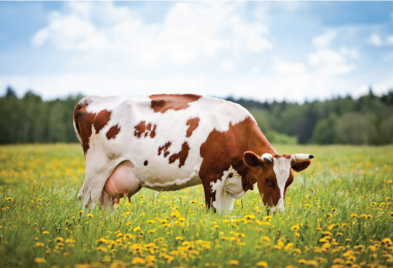 Cow feeding in meadow
