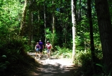 People Walking in Forest on Trail