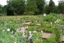 view of vegetable garden