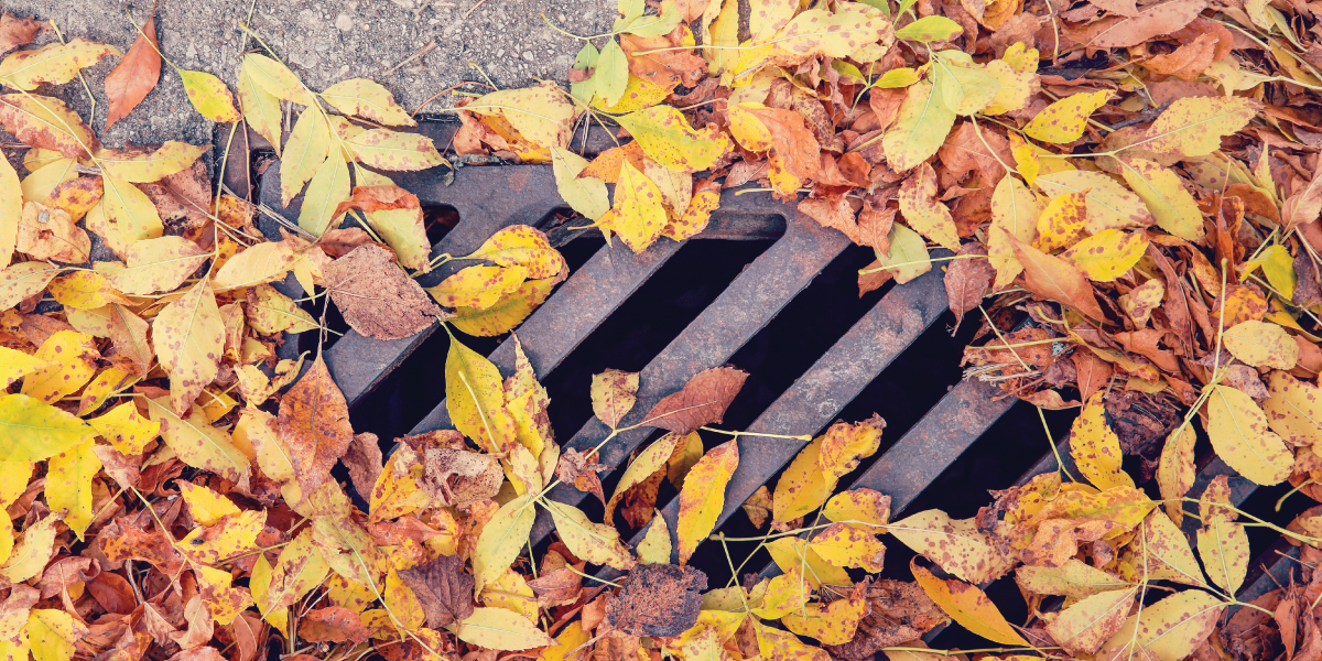 leaves collecting on drain