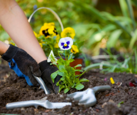 Online Gardening Classes