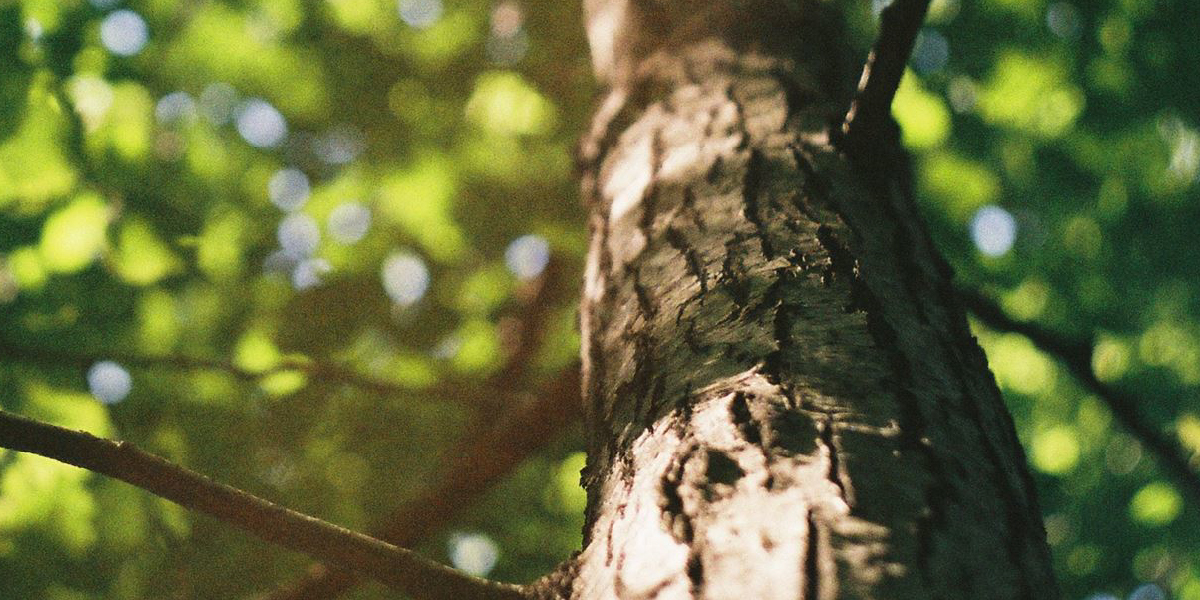 Redmon tree canopy