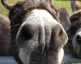 Close up photo of two donkey's noses