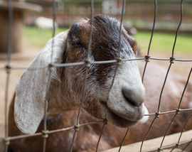 A goat at Farrel McWhirter Farm Park