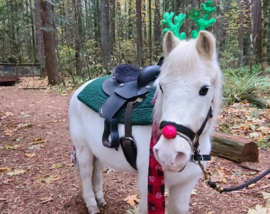 holiday pony rides