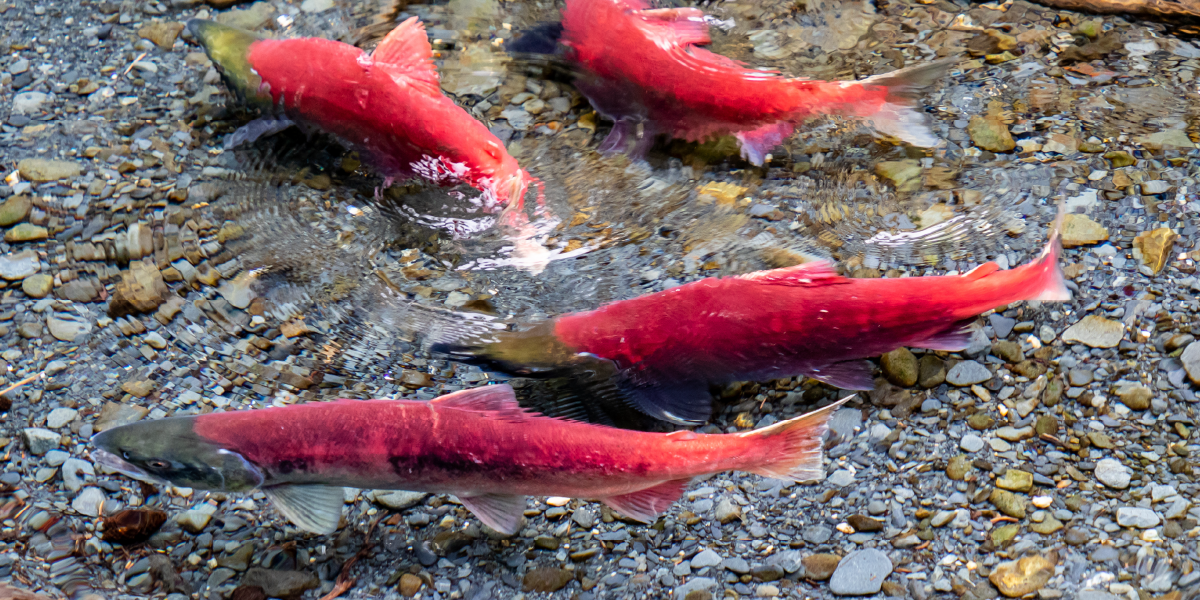 Salmon Conservation
