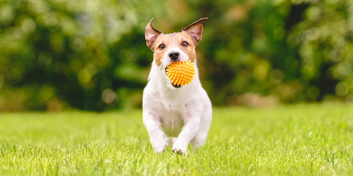 Visit Redmond's First Pop-Up Dog Park, Watch Live Coverage of City Council Meetings, Help Us