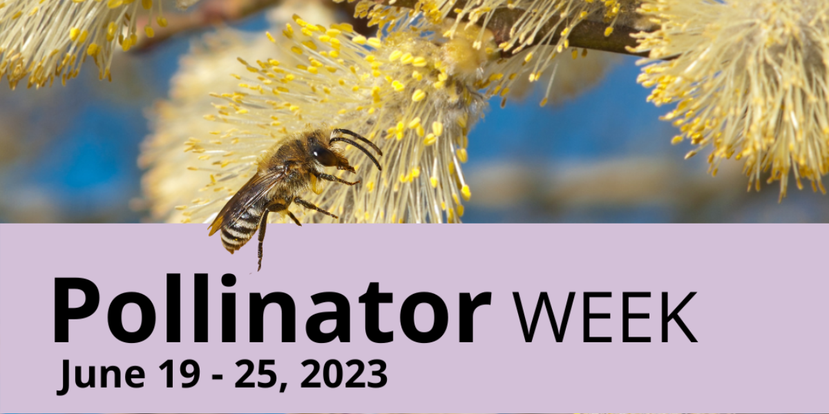 Pollinators Week Banner