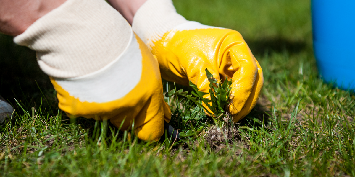 Natural Lawn Care
