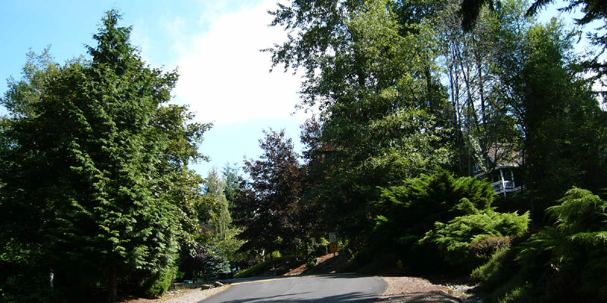 Tree Health Assesment