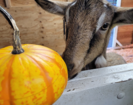 Donkey with a pumpkin