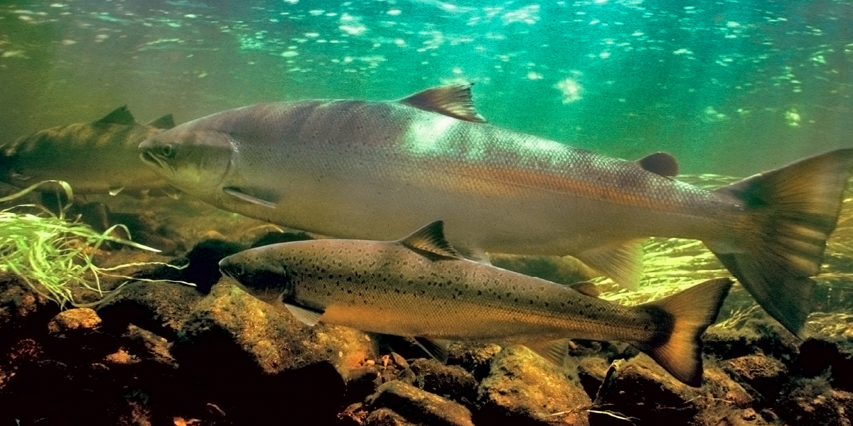 Salmon SEEson