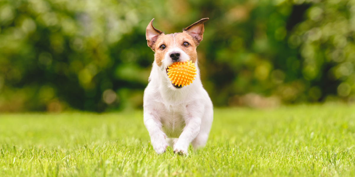 Pop-up Dog Park