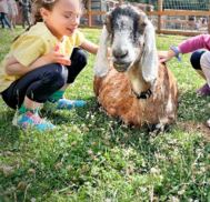 small children in a farm field petting a friendly goat