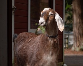 Goat standing in the Farrel McWhirter Barnyard