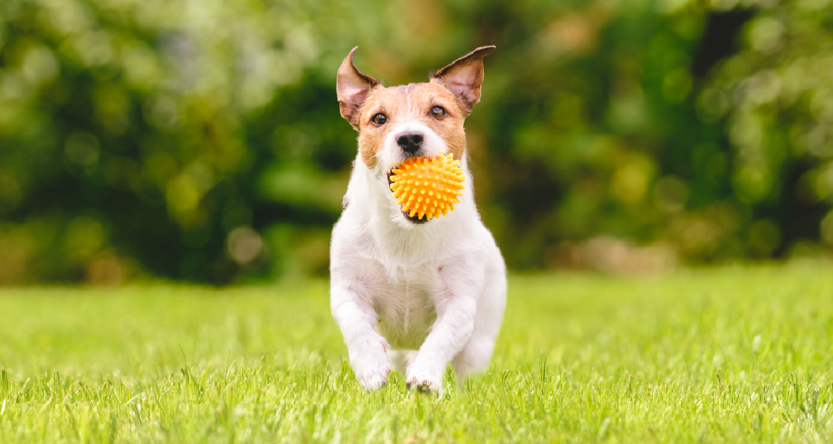 Pop-up Dog Park