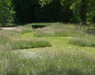 Long meadow grass growing in a park