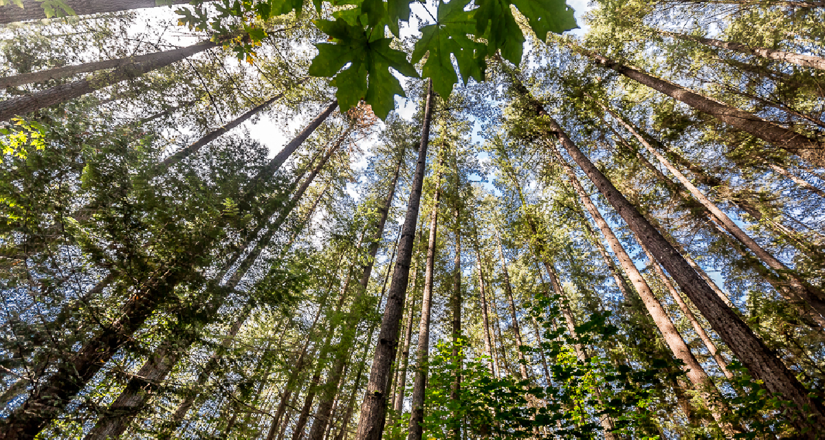 Redmond Trees