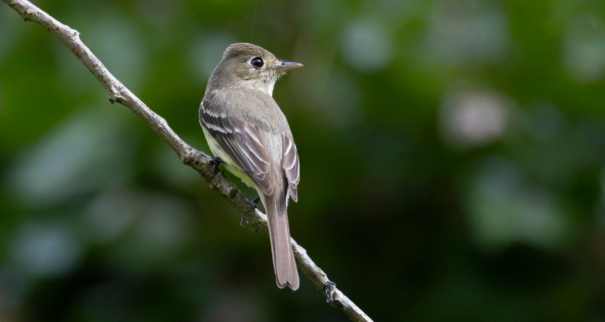 Migratory Bird Day