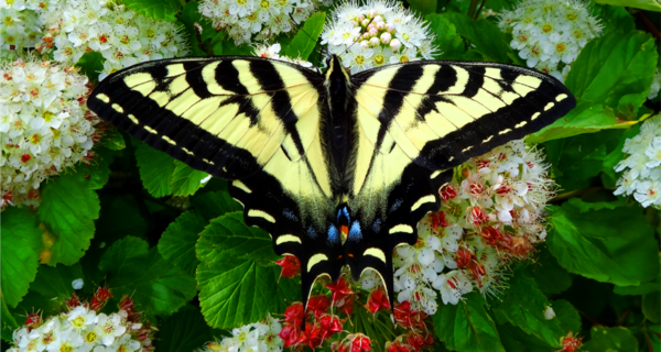 Be Kind to Birds, Bats, Butterflies, and Bees