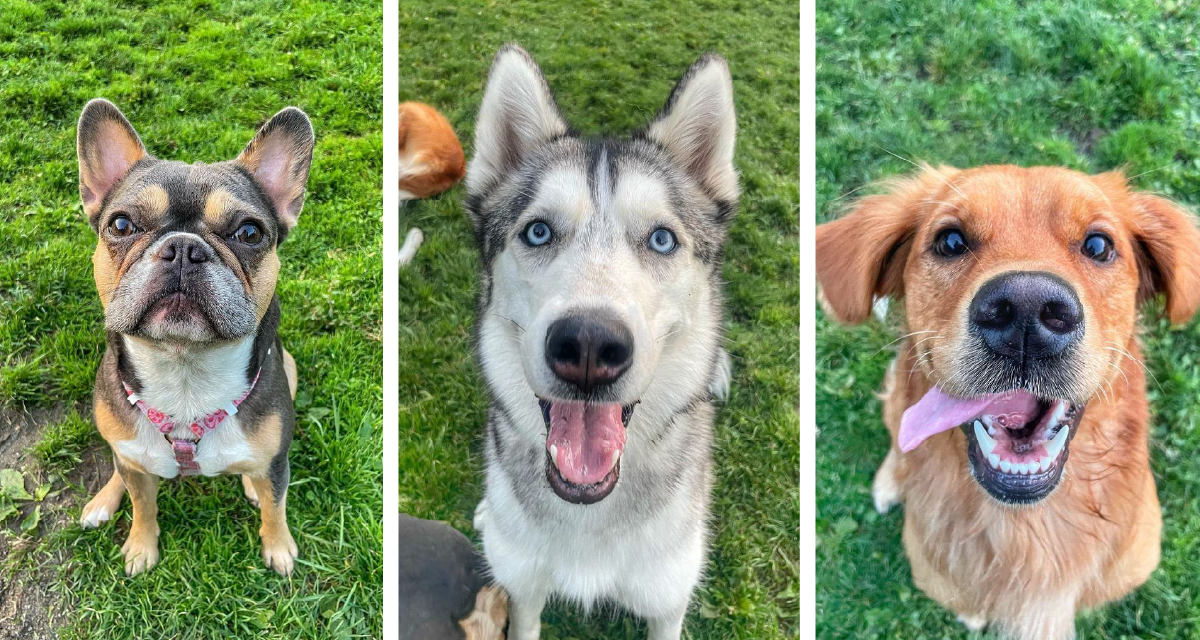Paws and Play in Redmond