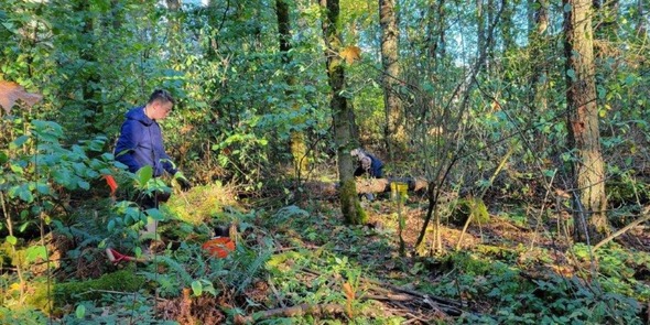 Volunteers clearing brush in the woods