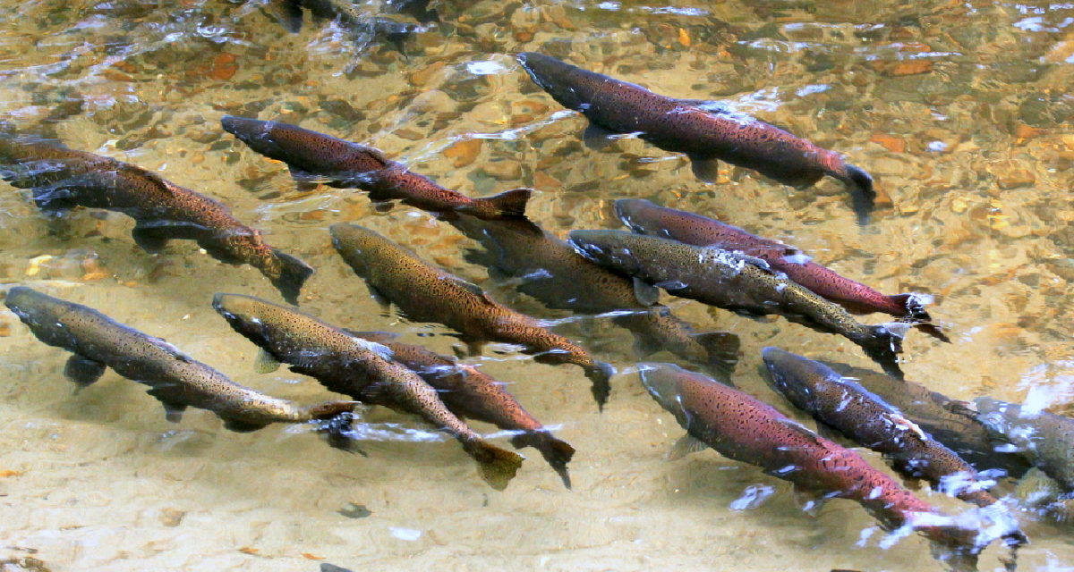 Discover Salmon SEEson