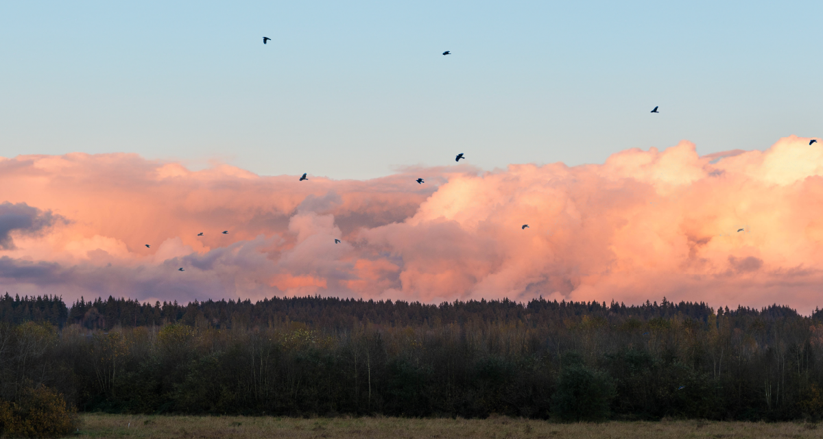 Check Out How Many Crows Are Roosting in Redmond